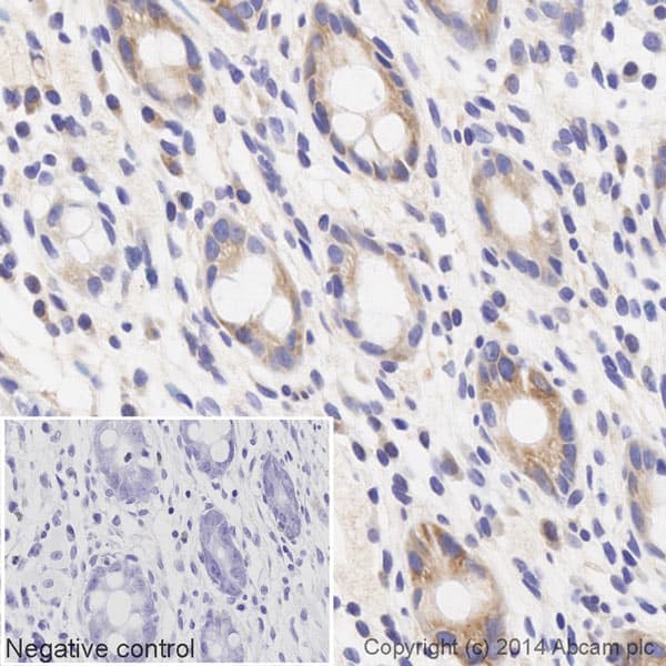 Biotin Anti-gamma Tubulin antibody [EPR13872] - Centrosome Marker(AB197629)