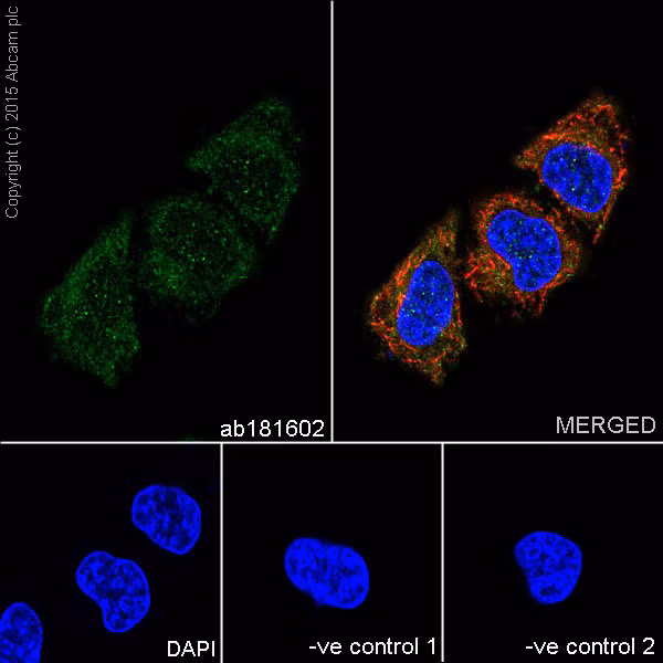 Gapdh Antibody Epr16891 Loading Control Ab181602 Immunocytochemistry Immunofluorescence Img14926