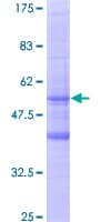 Recombinant Human MS4A6A protein(AB163809)
