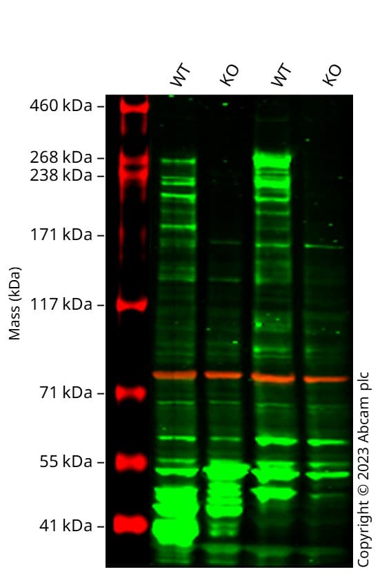 Anti-Calnexin antibody [CANX/1543](AB238078)