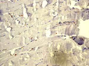Anti-Glucose Transporter GLUT1 antibody [EPR3915] - BSA and Azide free(AB252403)