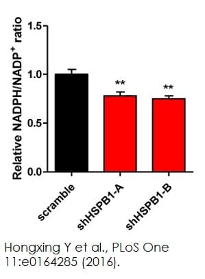 NADP/NADPH Assay Kit(AB65349)