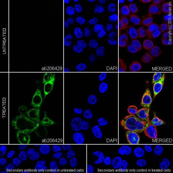 Mip 1 Alpha Ccl3 Ccl4 Mip 1 Beta Ccl3l1 Ccl4l1 Antibody Epr19900 275 Ab206429  Immunocytochemistry Immunofluorescence Img91695