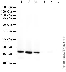 Human Histone H3 Peptide Ab12149  Western Blot Img133695