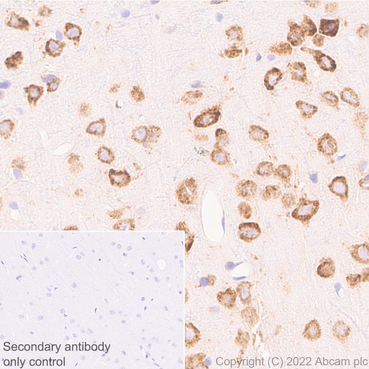 Anti-CKAP4 antibody [EPR25713-62] (BSA and Azide free)(AB302540)