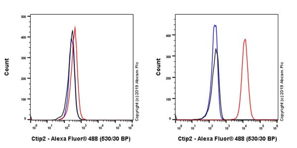 Anti-Ctip2 antibody [EPR23120-25](AB240636)
