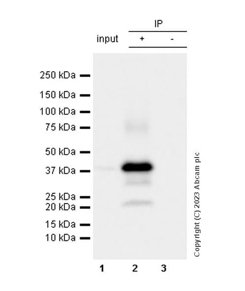 Anti-Connexin 43 / GJA1 antibody [RM1071] - BSA and Azide free(AB314909)