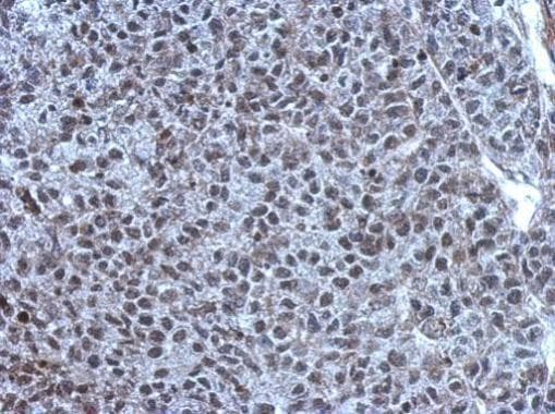 Anti-TET1 antibody(AB272900)