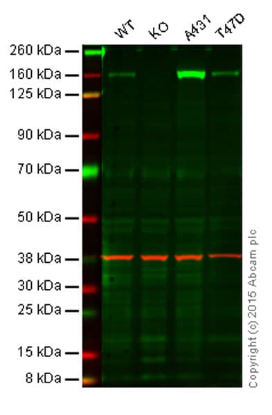 Anti-Integrin alpha 2 antibody [EPR5788](AB133557)