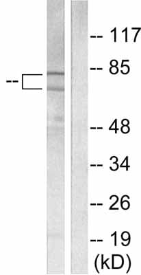 Ku70 Ku80 Antibody Ab53126  Western Blot Img108735