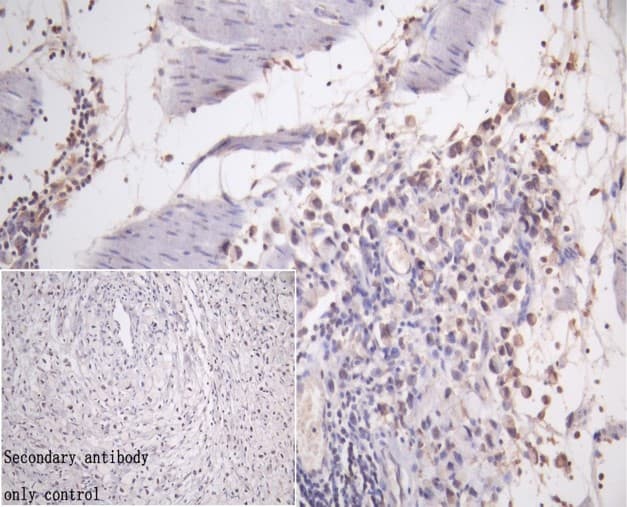 Anti-DDHD2 antibody(AB235832)