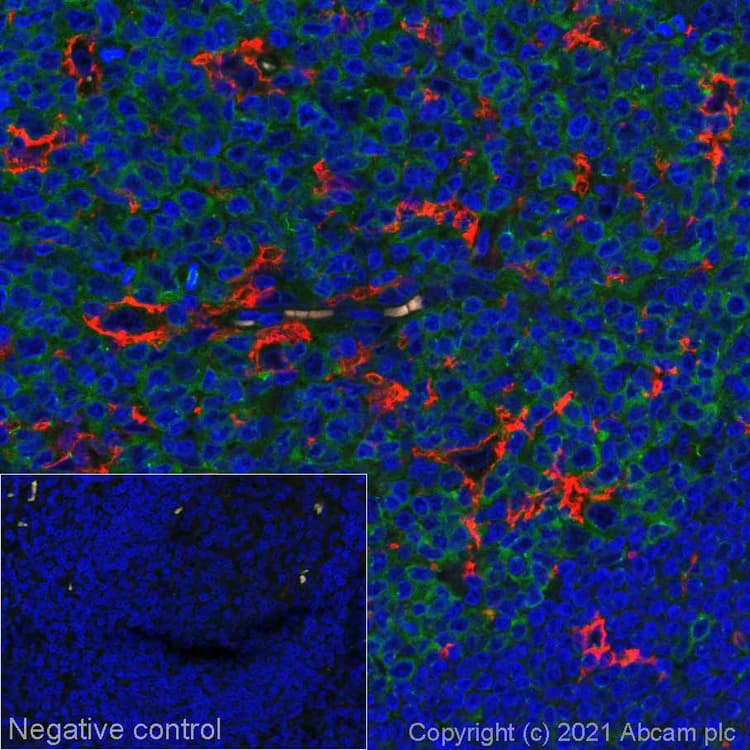Alexa Fluor® 555 Anti-CD11c antibody [EP1347Y](AB279329)