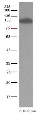 Anti-beta Catenin antibody [E247] - ChIP Grade(AB32572)
