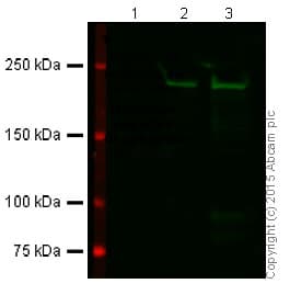 Anti-Dicer antibody [13D6] - ChIP Grade(AB14601)