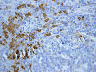 Anti-Human IgG antibody [EPR4421](AB109489)