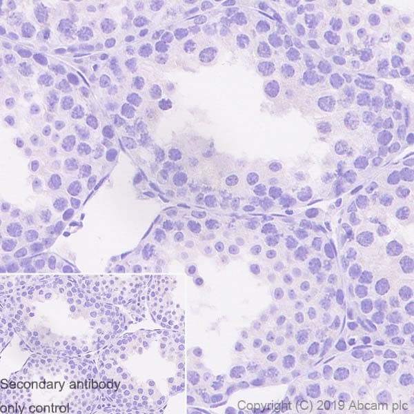 Sox1 Antibody Epr23041 60 Bsa And Azide Free Ab263870  Immunohistochemistry Formalin Pfa Fixed Paraffin Embedded Sections Img126691