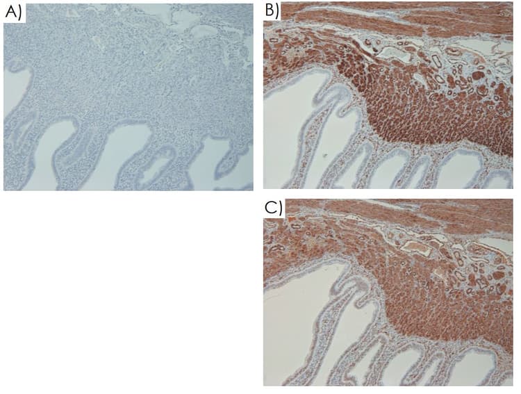 Mouse on Mouse Polymer IHC Kit(ab269452)