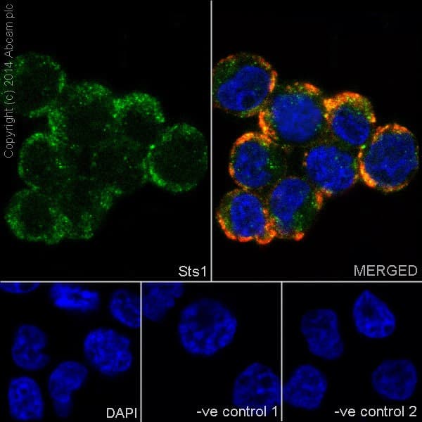 Sts1 Antibody Epr16980 Bsa And Azide Free Ab251234  Immunocytochemistry Immunofluorescence Img13897