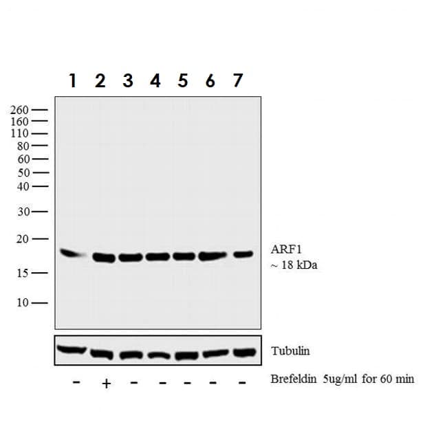 Anti-ARF1 antibody(AB183576)