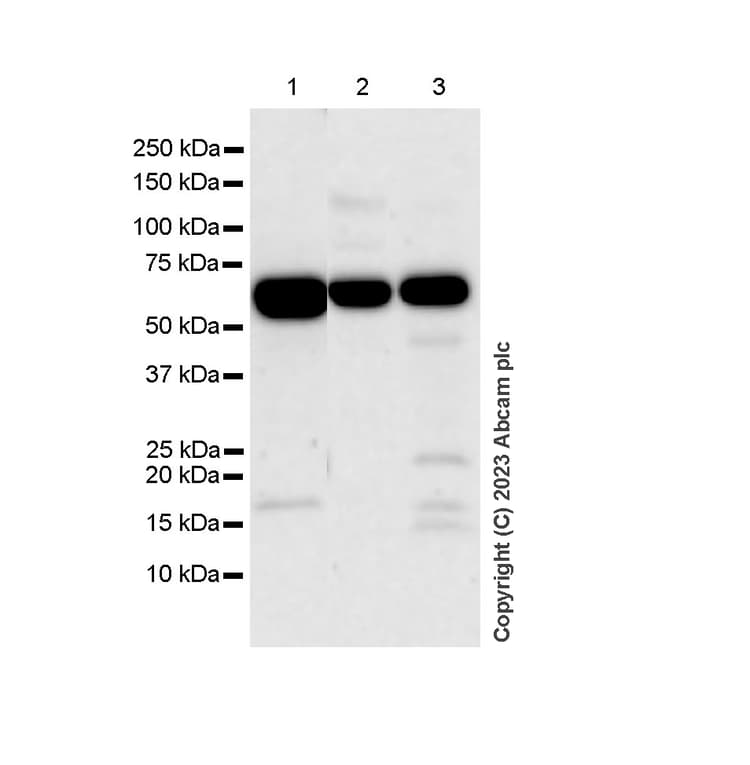 Pkm Antibody Epr10139 Ab154816  Western Blot Img417311