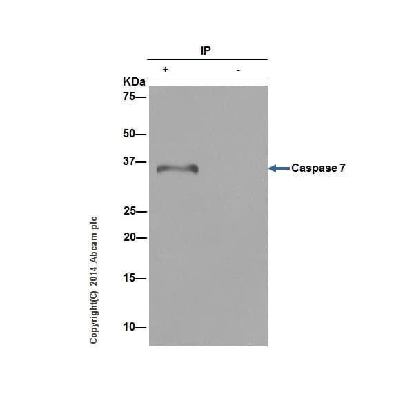 Anti-Caspase-7 antibody [EPR17029](AB181579)