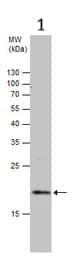 Caveolin 2 Antibody Ab97476  Western Blot Img451581