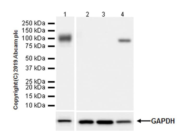 Anti-CD36 antibody [EPR22509-40](ab252922)
