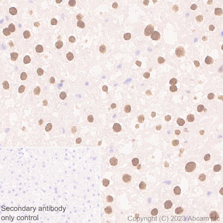 Anti-CEBP Alpha/CEBPA antibody [EPR27924-90](AB317442)