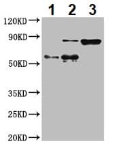 Calpain 2 Antibody Ab236650  Immunoprecipitation Img53307