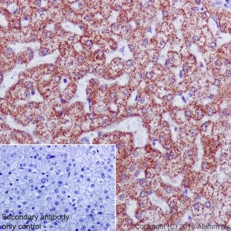 Anti-UQCRC2 antibody [EPR13051](AB203832)