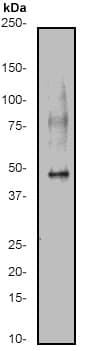Caspase 9 Antibody E84 Bsa And Azide Free Ab247220  Western Blot Img150704