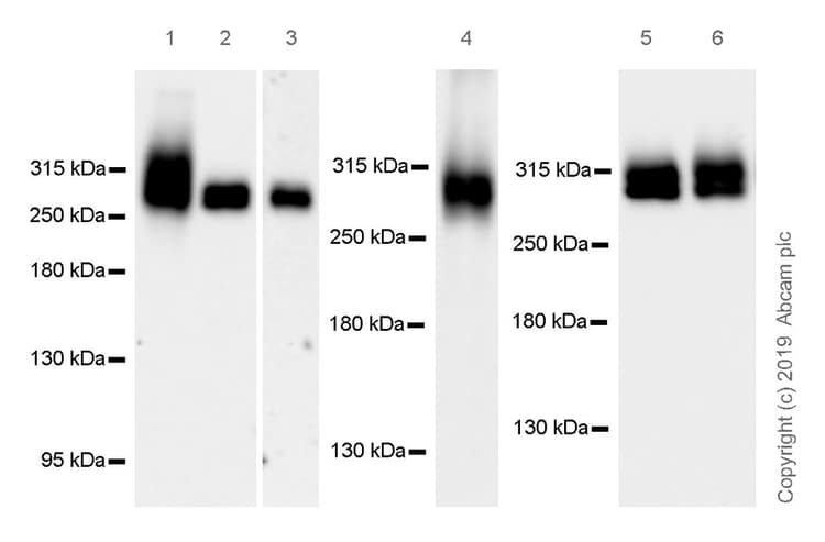 Anti-Fibronectin antibody [EPR23110-46](AB268020)