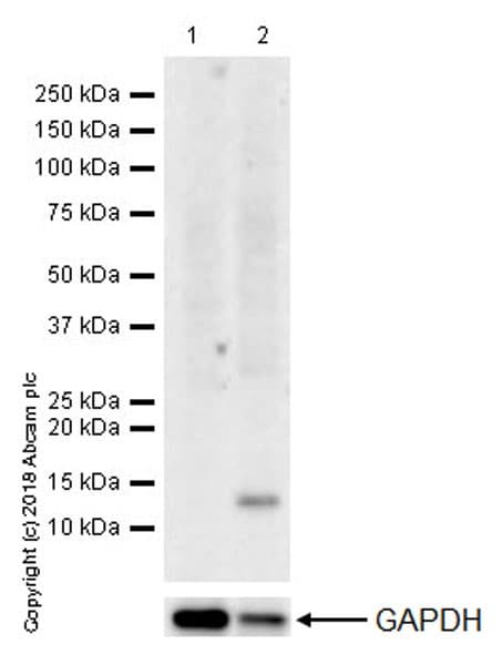 Mip 1 Alpha Ccl3 Ccl4 Mip 1 Beta Ccl3l1 Ccl4l1 Antibody Epr19900 275 Ab206429  Western Blot Img59306