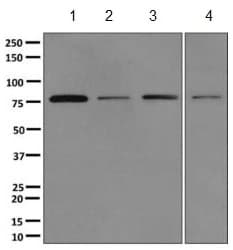 Asah2b Antibody Epr10539 Bsa And Azide Free Ab249617  Western Blot Img9645