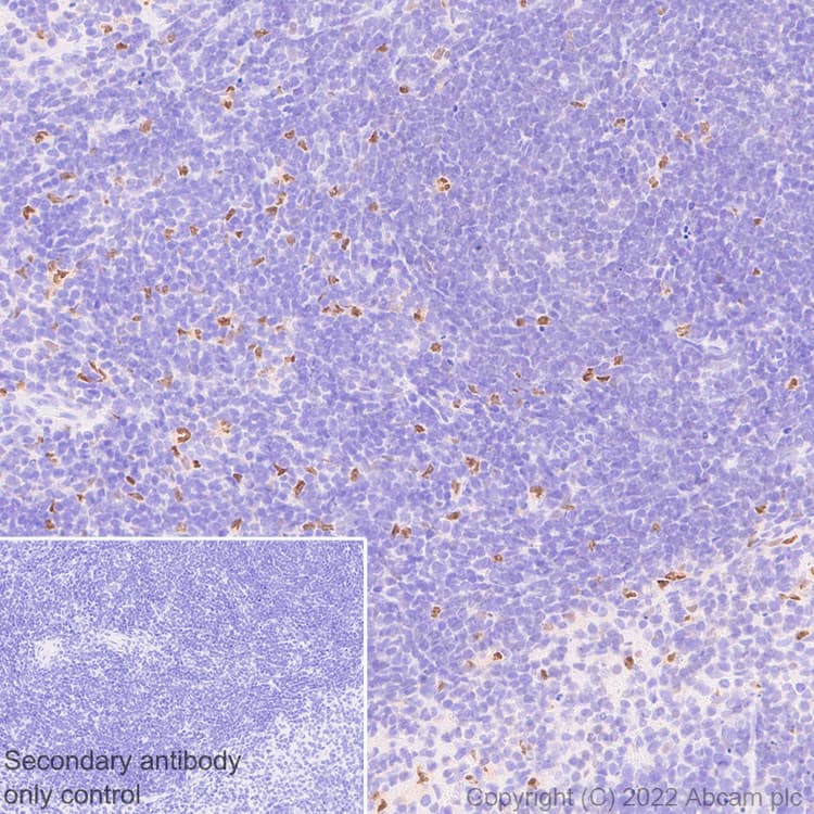 Anti-IRF8 antibody [EPR26382-10] - BSA and Azide free(AB306553)