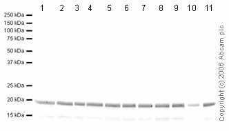 Human Histone H3 Di Methyl K9 Peptide Ab1772 Western Blot Img104427