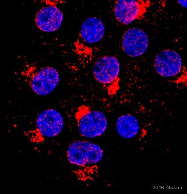 Anti-Giantin antibody - Golgi Marker(AB80864)