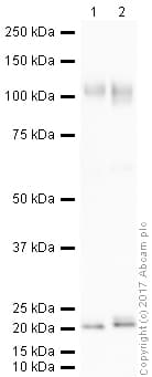 Anti-LAMP1 antibody - Lysosome Marker(AB24170)