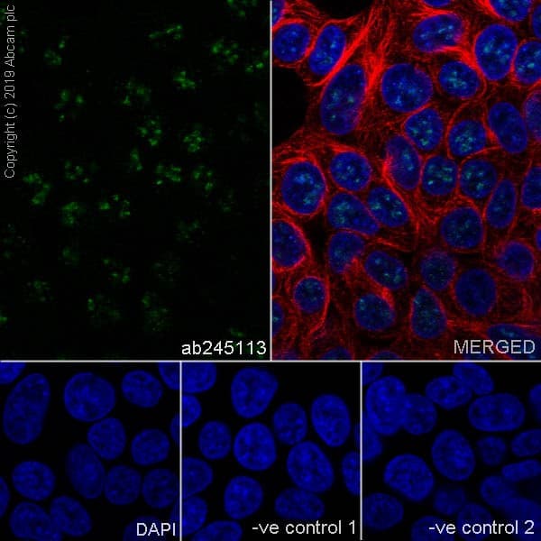 Anti-Ki67 antibody [37C7-12](AB245113)