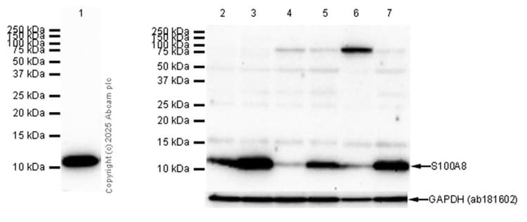 Anti-S100A8 antibody [EPR3554] - Low endotoxin, Azide free(AB219370)