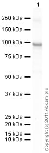 Ab60850  Western Blot Img151488