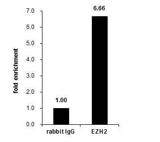 Anti-KMT6 / EZH2 antibody(AB228697)