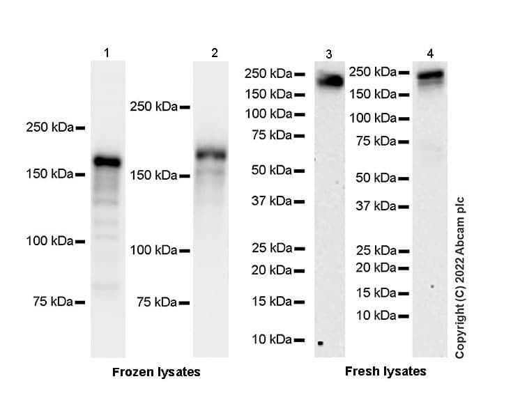 Anti-KDM5B / PLU1 / Jarid1B antibody [EPR25242-12](AB306579)