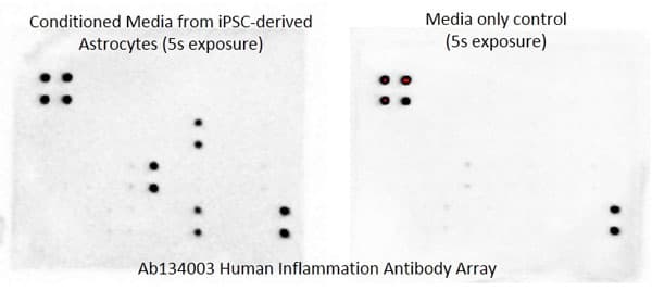 Human Inflammation Antibody Array Membrane 40 Targets Ab134003  Multiplex Protein Detection Img96250
