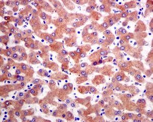 Rbp4 Antibody Epr5879 Bsa And Azide Free Ab248553  Immunohistochemistry Formalin Pfa Fixed Paraffin Embedded Sections Img94593