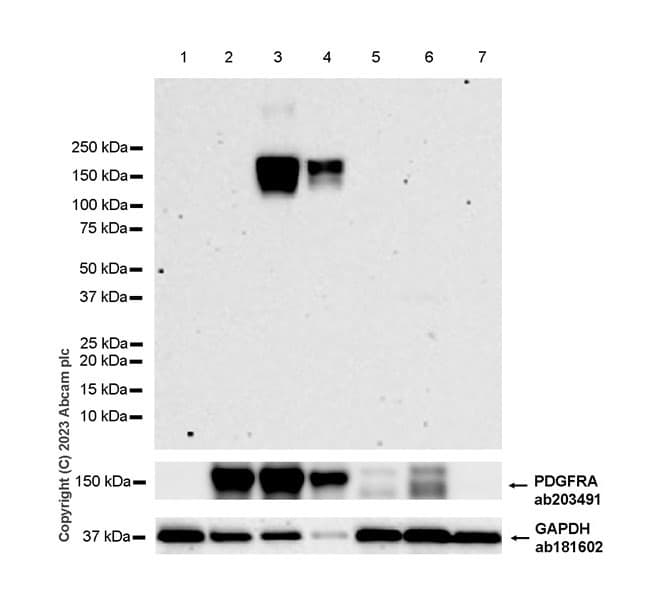 Anti-PDGFR alpha antibody [EPR22059-270](AB203491)