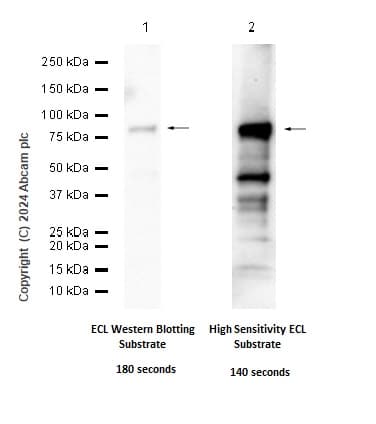 Anti-COX2 / Cyclooxygenase 2 antibody [EPR12012](AB179800)