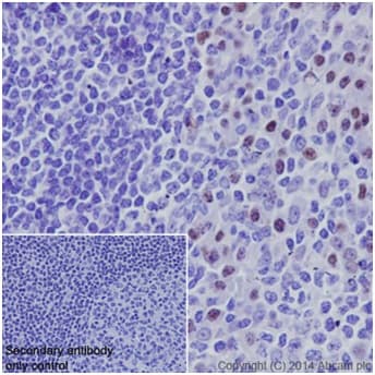 Anti-PRDM1/Blimp1 antibody [EPR16655] - BSA and Azide free(AB240344)