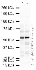Anti-TBX1 antibody(AB18530)