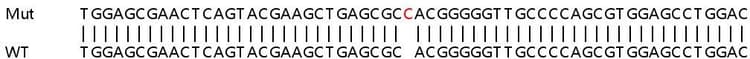 Human Oas1 Knockout A549 Cell Line Ab267107  Sanger Sequencing Img411288